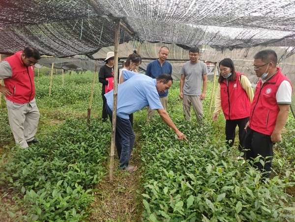 指导茶叶种植栽培（庞师婵供图）.jpg