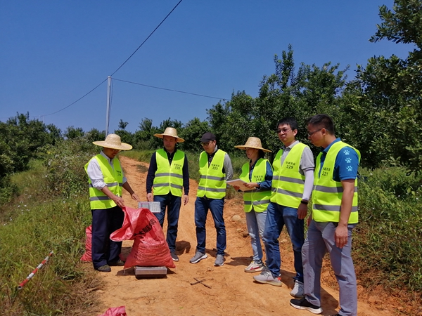 广西南亚所科技人员前往横州市、上思县等地开展澳洲坚果产量测定