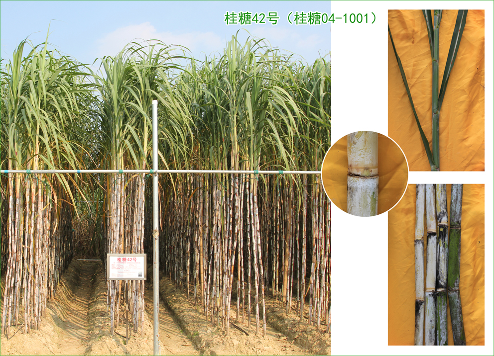 桂糖42号：保持全国糖料蔗压榨量和种植面积双第一