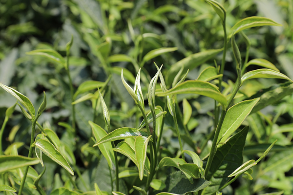 喜报！广西南亚所“桂热2号”茶树新品种获得国家级品种登记