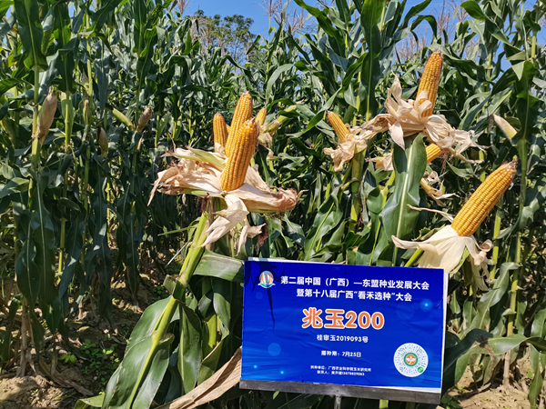 引进与创新国外热带亚热带玉米种质，促进广西玉米生产发展