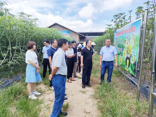 兴业县食用木薯产业示范基地调研_副本.jpg