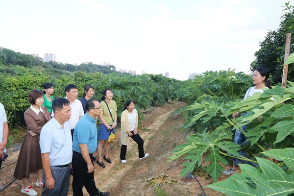 赵芝仙一行参观番木瓜种植基地_副本.jpg