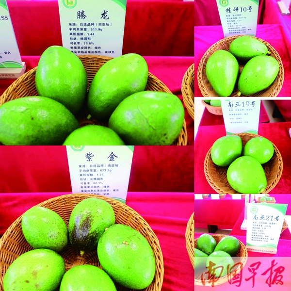 广西新闻网：广西本地牛油果 口感媲美进口果