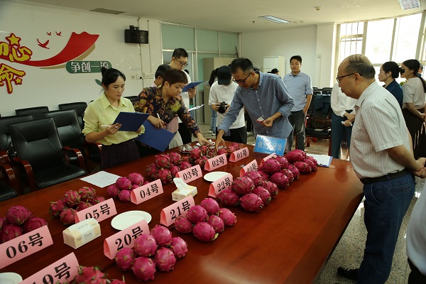 广西“好种好品”擂台赛暨“好吃火龙果”果品鉴评会在园艺所举行