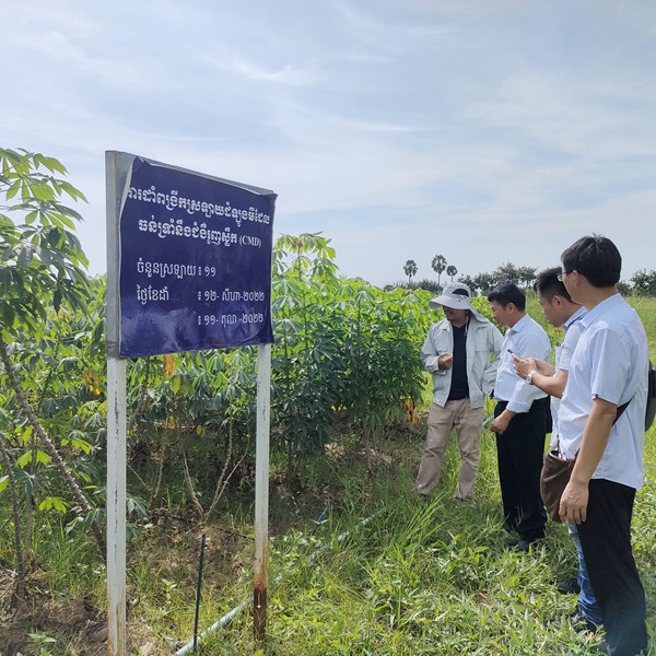 李军一行考察柬埔寨农业发展研究所木薯试验_副本.jpg