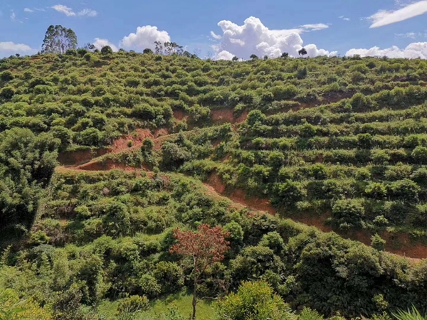 岑溪市桂榄1号种植基地_副本.jpg