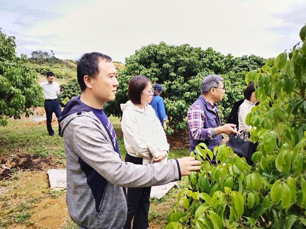 园艺所联合玉林农科院在北流开展荔枝春季管理技术培训