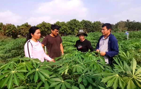 李军一行调研抗性木薯试验基地_副本.jpg