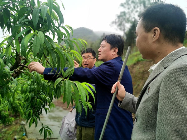 张宇一行到鹰嘴桃生态种植示范基地开展技术指导_副本.jpg