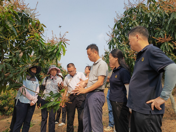 国家重点研发课题组到广西调研考察及遴选芒果示范基地