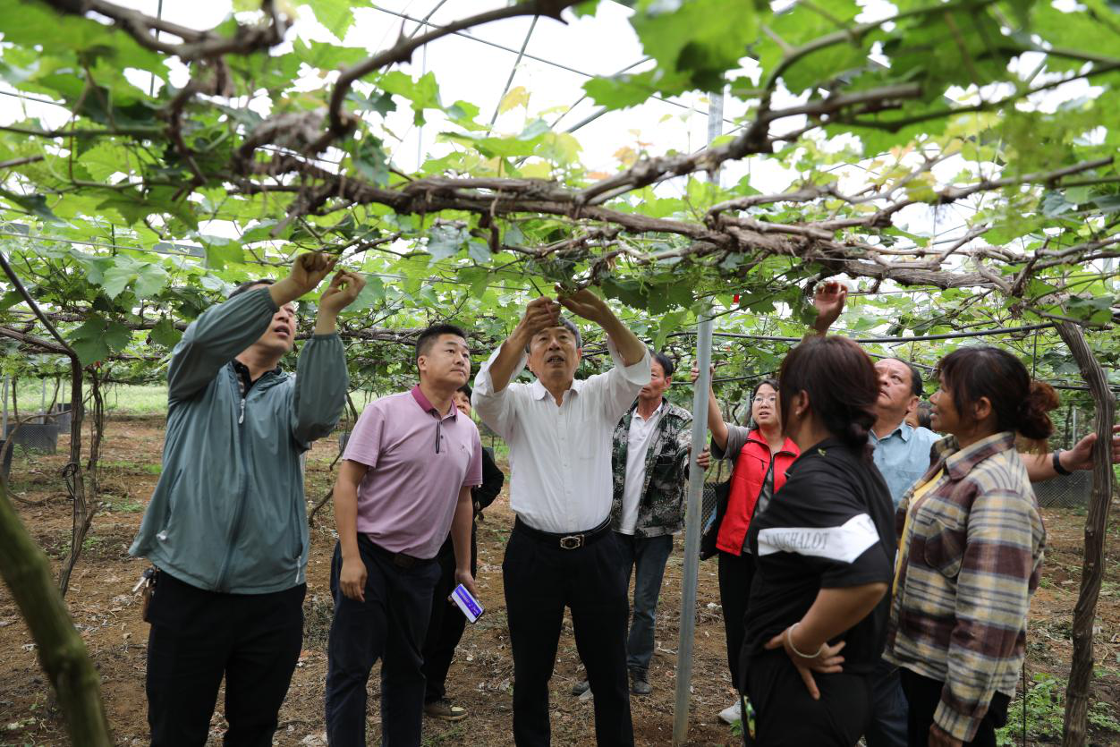 葡萄所科技人员赴靖西市、大新县及上思县等地开展葡萄春季花果管理技术指导