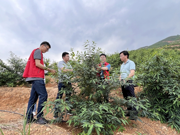 先锋队观察植株情况_副本.jpg