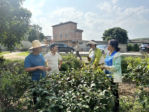 先锋队在甜茶基地与合作社负责人交流_副本.jpg