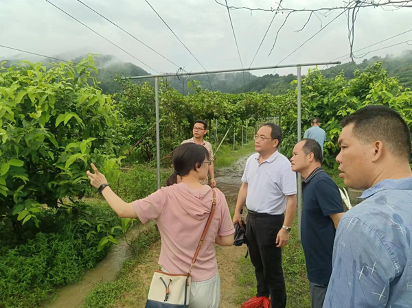 福建省农业科学院果树研究所到广西调研交流