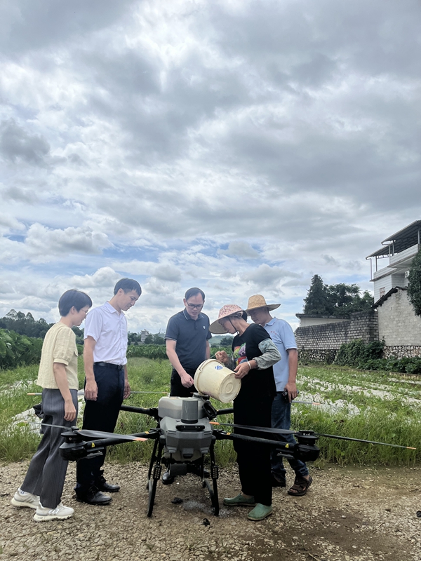 加工所科技先锋队赴荔浦市开展香芋洪涝灾后恢复生产指导