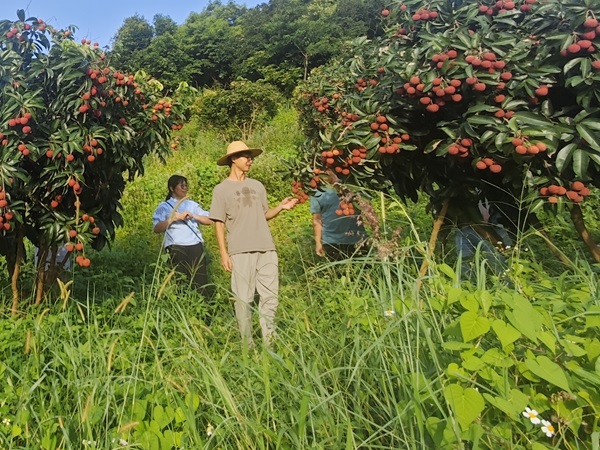 园艺所科技人员赴潮州市调研‘大唐红’荔枝种植情况