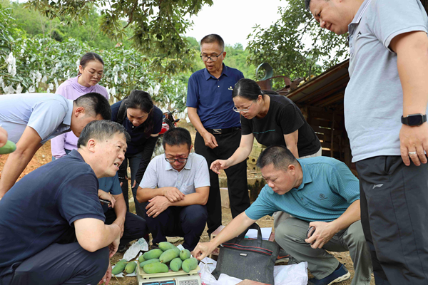 国家重点研发计划项目“桂西北丘陵山地绿色高效种养技术集成与示范”课题“乐业县芒果绿色高效种养技术集成与示范”完成过程现场查定