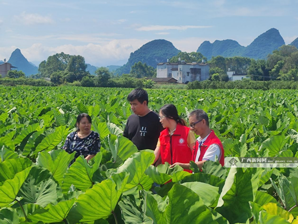 农产品精深加工先锋队到荔浦市青山镇荔浦芋种植基地开展栽培技术指导工作。_副本.png