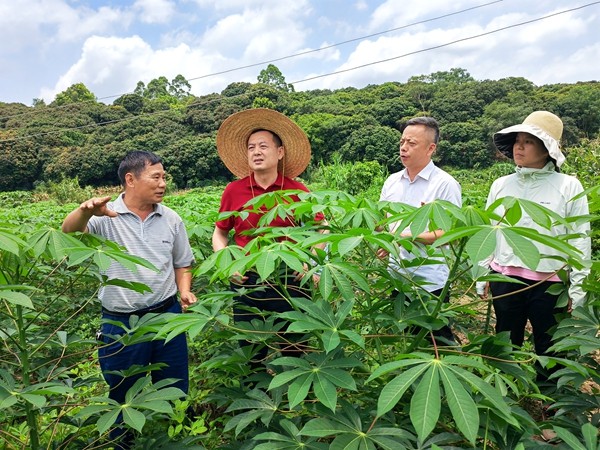 周时艺邀请国家木薯产业技术体系岗位科学家李军研究员等专家研究解决木薯产业发展面临的问题_副本.jpg