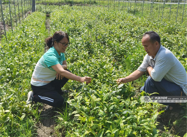 茶叶产业科技先锋队联合广西茶叶创新团队南宁综合试验站帮助茶农解决灾后茶树管护问题。_副本.png