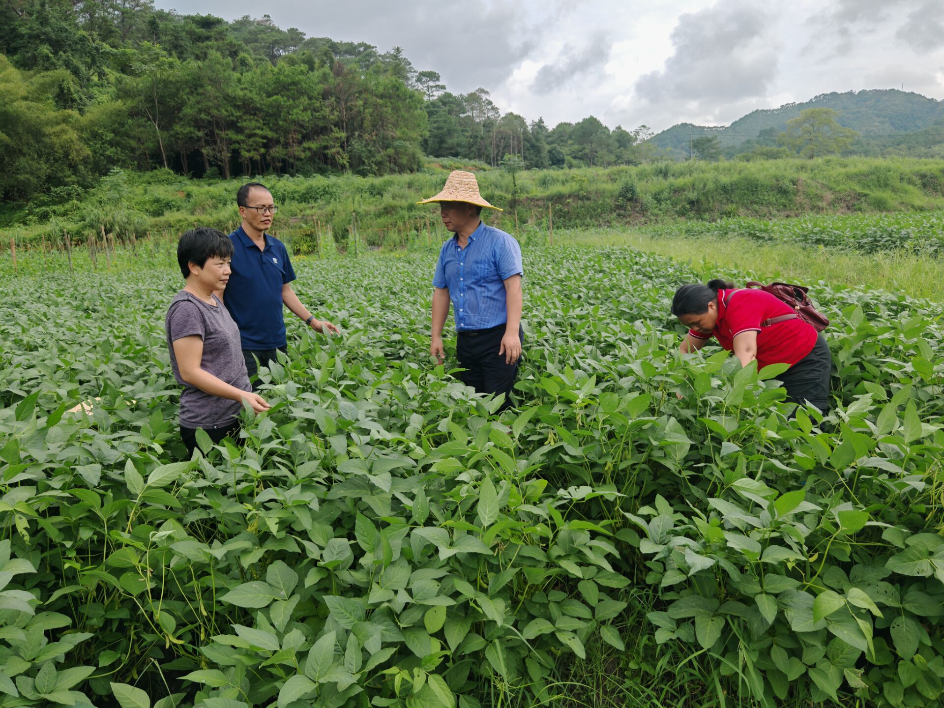 国家大豆产业技术体系南宁综合试验站组织开展下乡抗灾指导工作