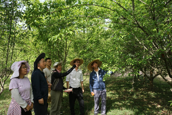 国家乡村振兴重点帮扶县广西德保科技特派团与广西德保大果山楂试验站到德保县联合开展技术培训和田间指导