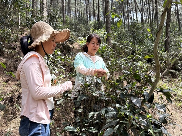 科技人员查看茶树生长发育情况_副本.jpg