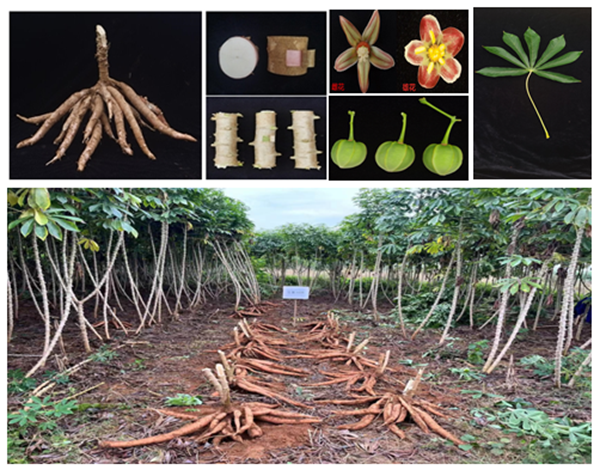 广西南亚所选育的3个木薯新品种获国家植物新品种权保护登记 