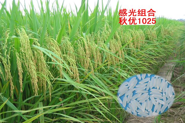 奋进新征程  喜迎广西农业科学院建院九十周年系列报道之水稻研究篇