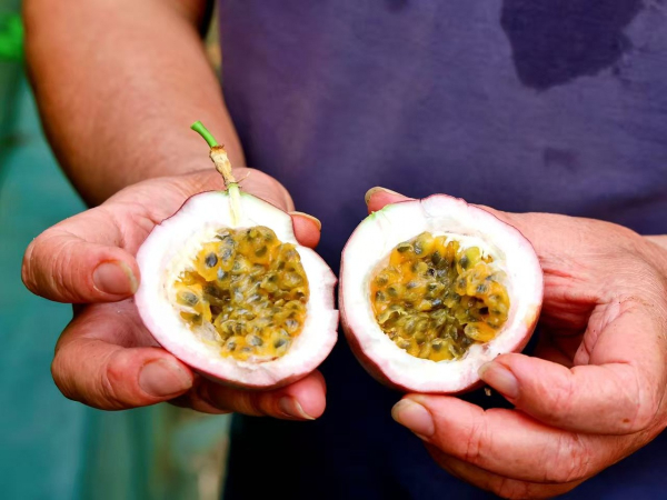 南国早报客户端：水果界的味觉魔术师——广西百香果的丰收季