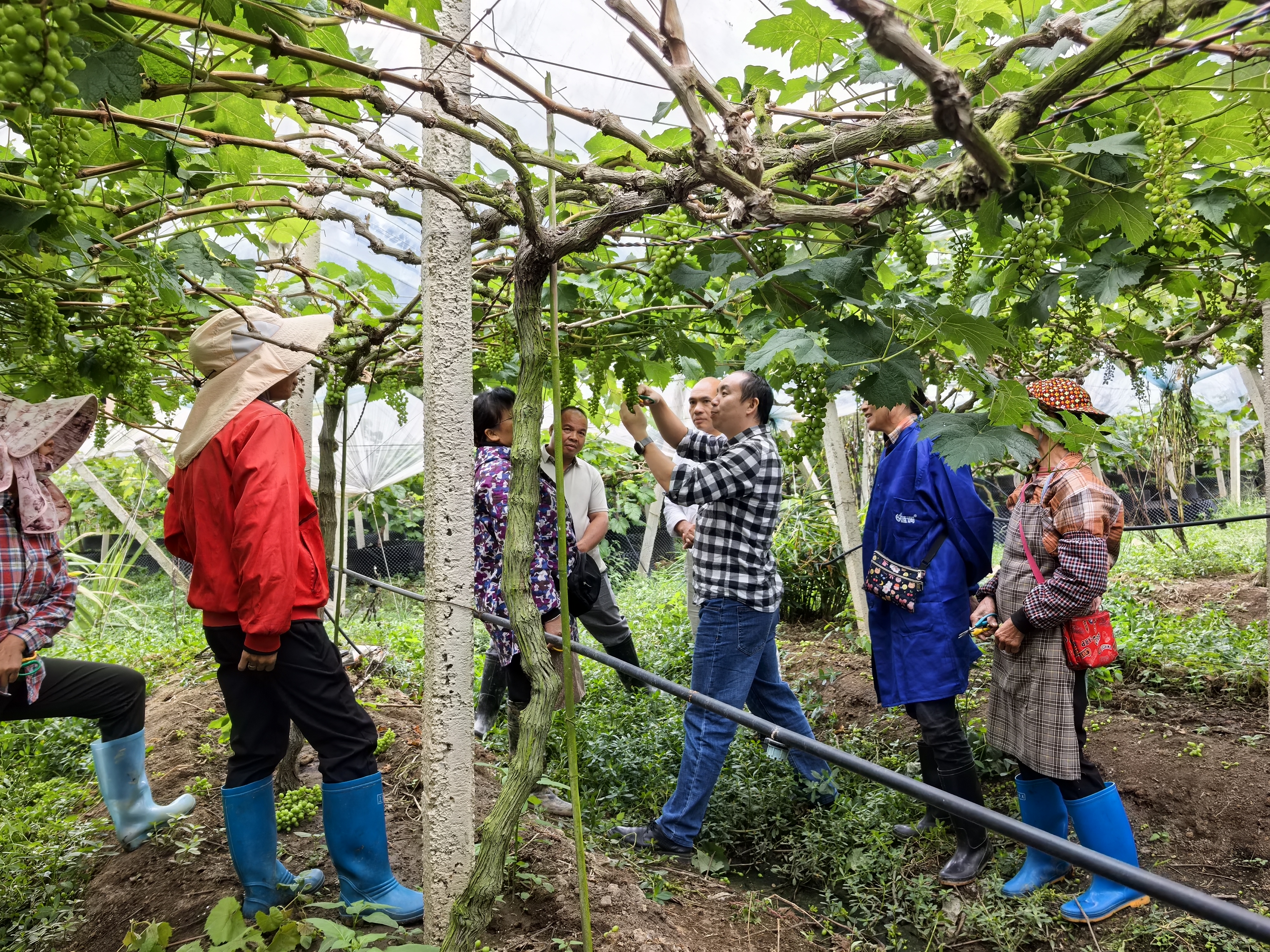 葡萄所科技人员到兴业县指导葡萄二季果管理
