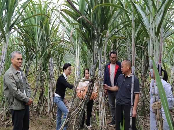 upfile 2025.10.22糖料体系岗位科学家高轶静到田阳区指导宿根蔗栽培1_副本.jpg