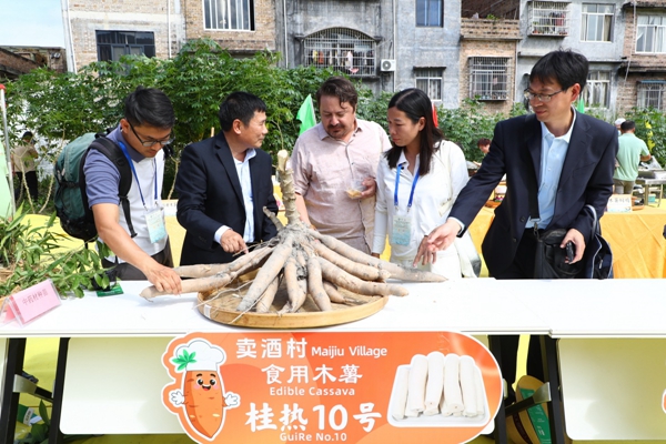 upfile 与会人员观摩2025年兴业县农民丰收节上的木薯桂热10号。_副本.jpg