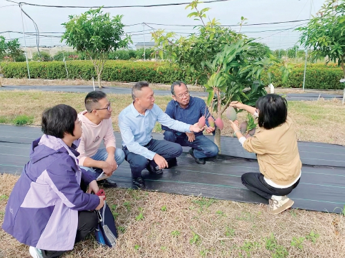 upfile 在田东县国家芒果种质资源圃,广西芒果创新团队专家进行芒果资源田间观测。 受访者供图.jpg