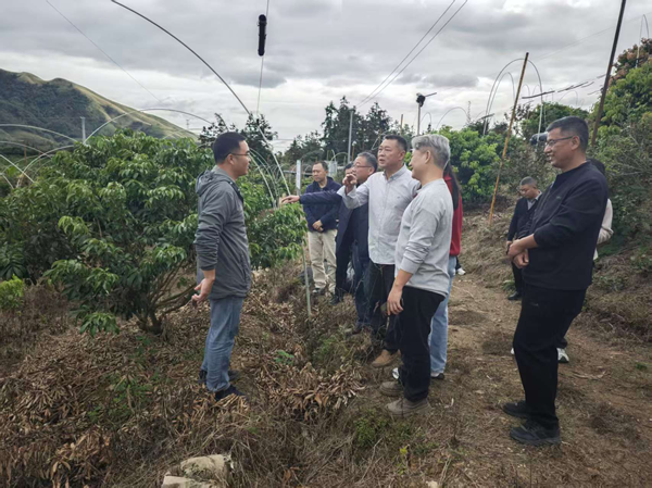 园艺所科技人员赴桂林开展荔枝北移栽培技术指导