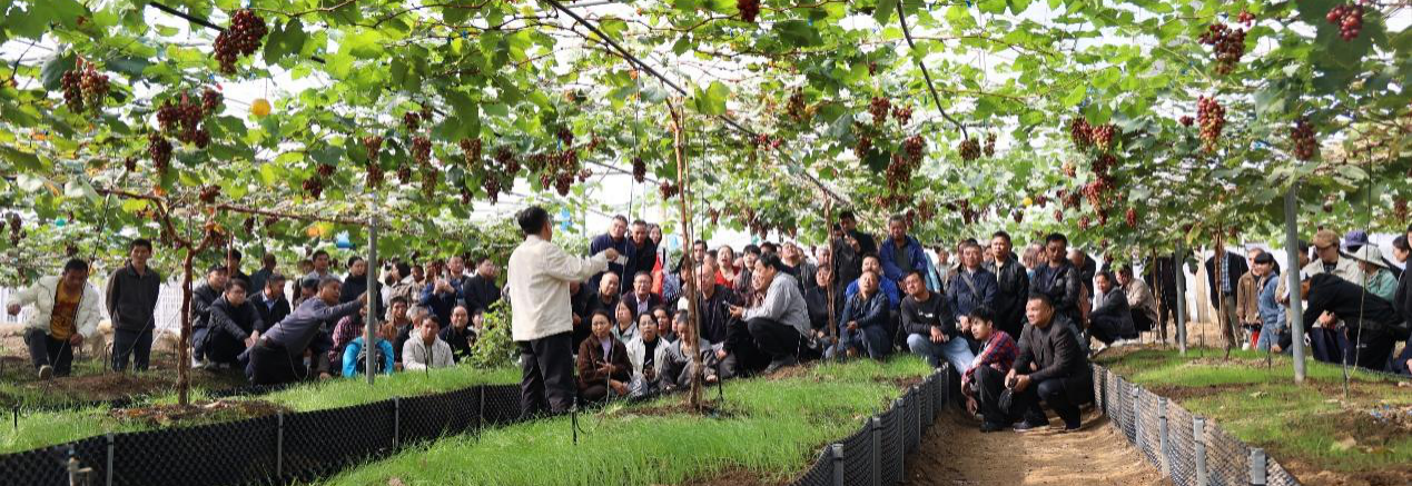 广西葡萄新品种两收技术创新培训会暨广西农学会葡萄分会换届会议在南宁成功召开
