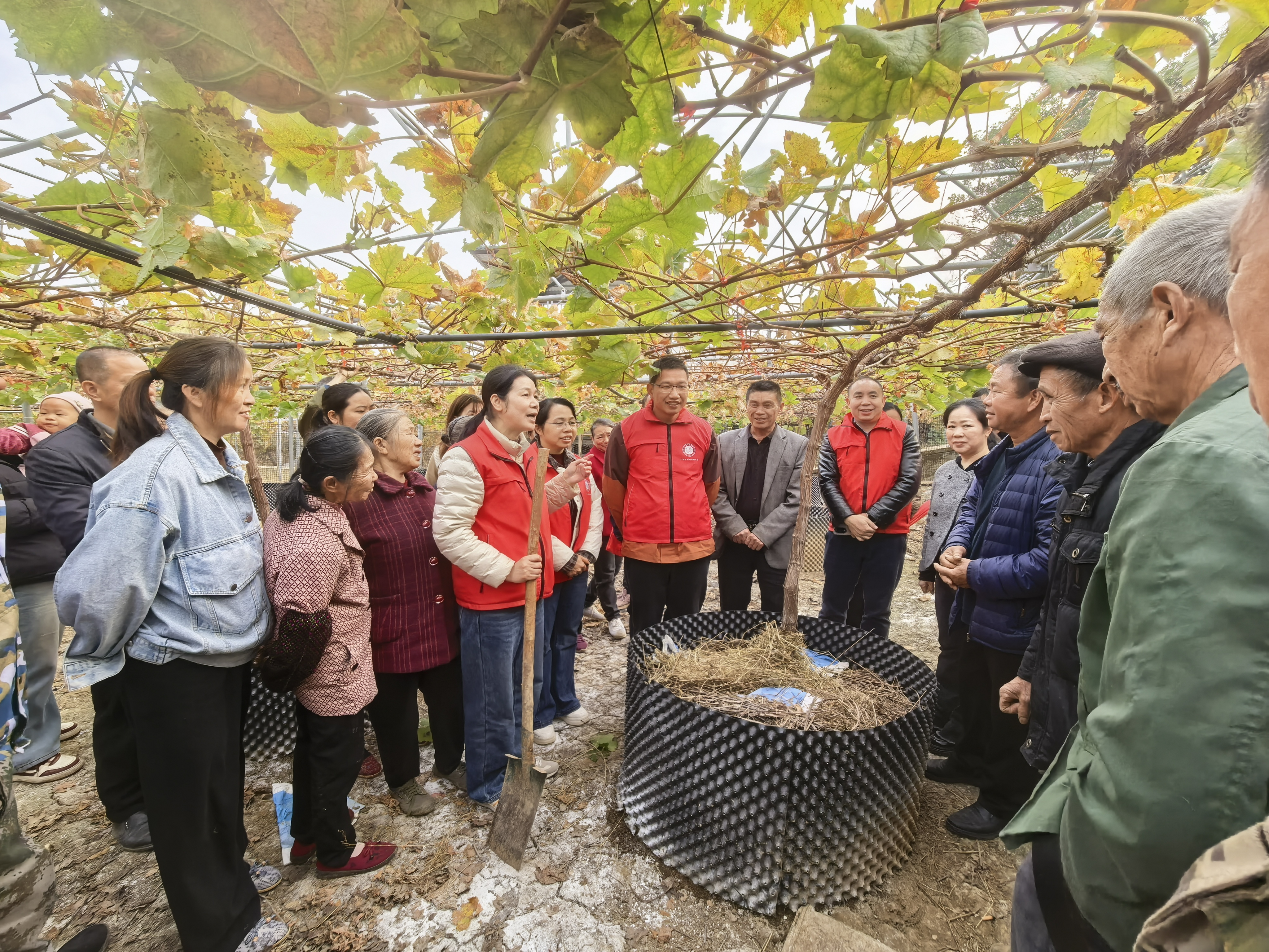 院科技人员赴全州县开展科技特派团全州县“一县一团”葡萄产业组科技服务