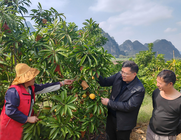 upfile 副本-大新县蛋黄果产业调研_.png