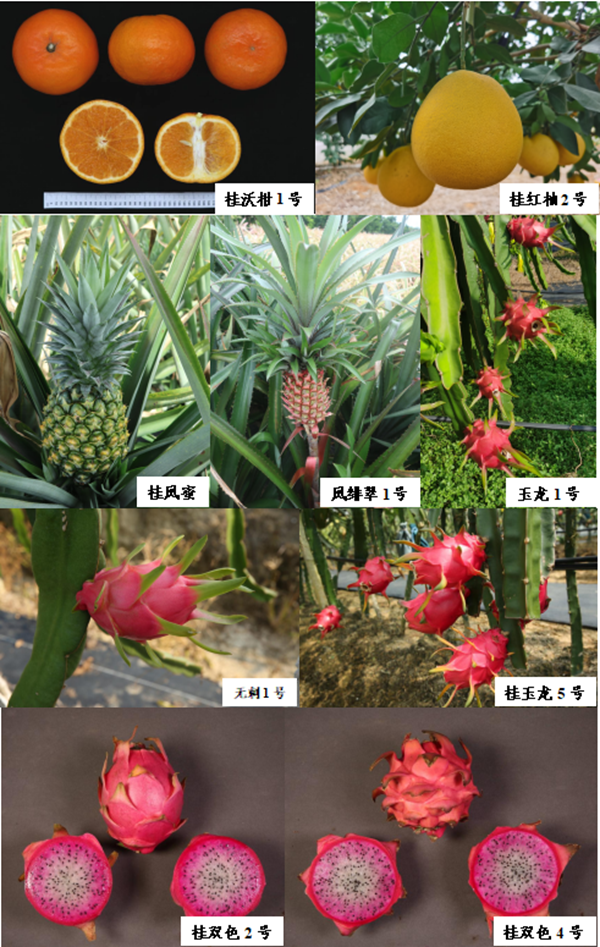 园艺研究所自主选育的17个水果品种获植物新品种权授权