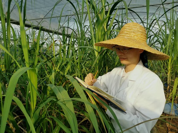 张小秋在进行甘蔗病害抗病性调查_副本.jpg