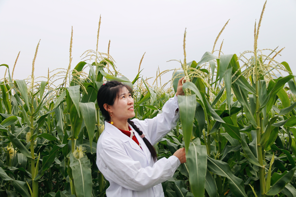 贺囡囡在进行开花散粉期植株调查_副本.png