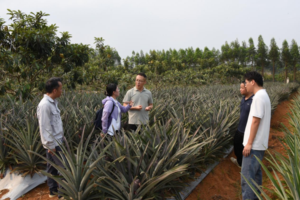 园艺所科技人员赴自治区水果‌站武鸣基地指导菠萝新品种高效生产试验示范工作