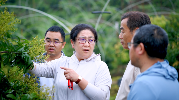 人勤春早实干争先丨园艺所科技人员赴桂林开展荔枝保花保果技术指导