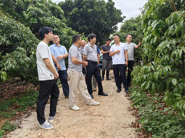 人勤春早实干争先丨园艺所科技人员赴桂平市及平南县开展荔枝产业和龙眼种质资源保护调研