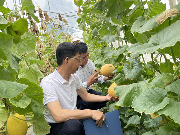 国家西甜瓜产业技术体系专家到广西进行产业调研和指导