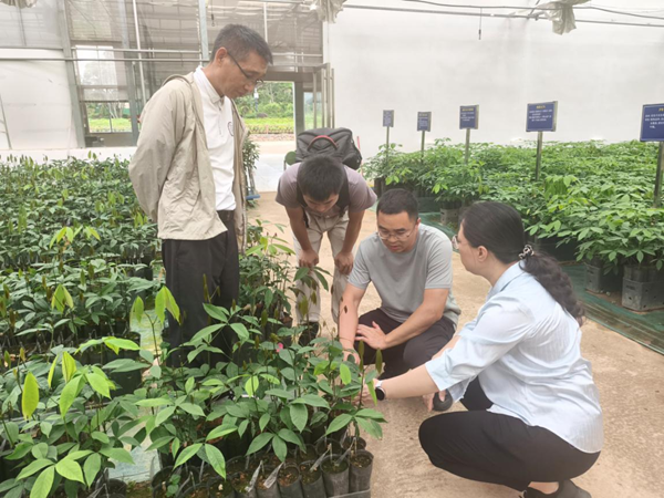 园艺所科技人员赴广东农垦热带作物科学研究所开展热带果树繁育技术交流