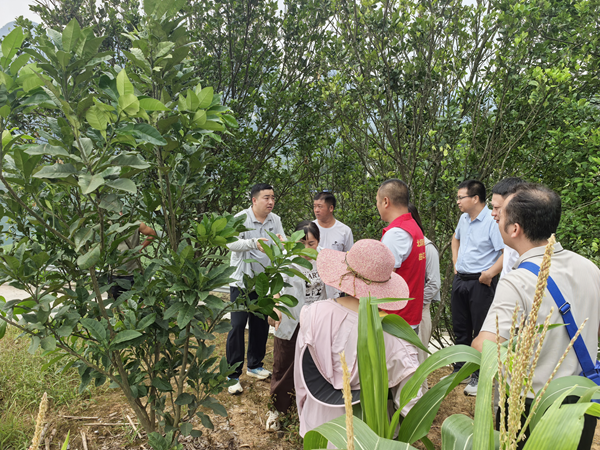 陆川橘红试验站专家组赴大化县都阳镇开展橘红种植技术及产业规划指导