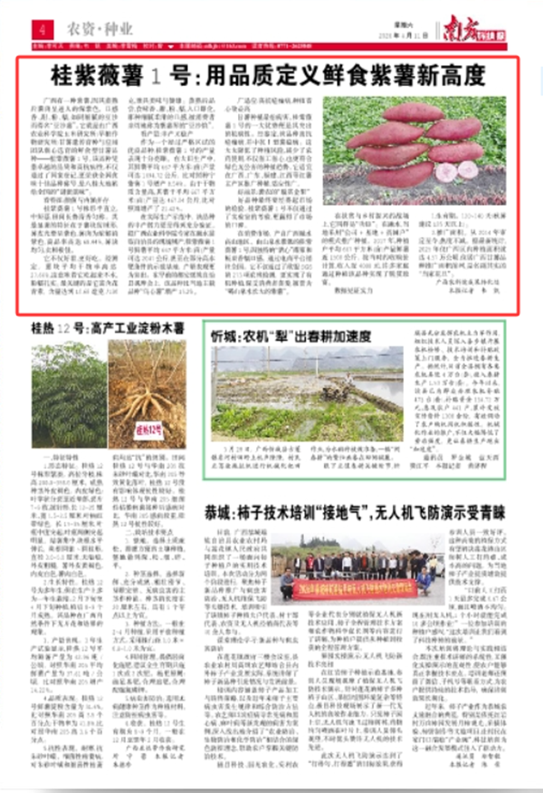 桂紫薇薯1号：.png