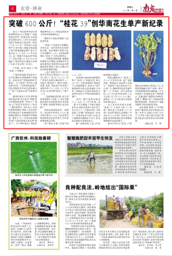 桂花39.png